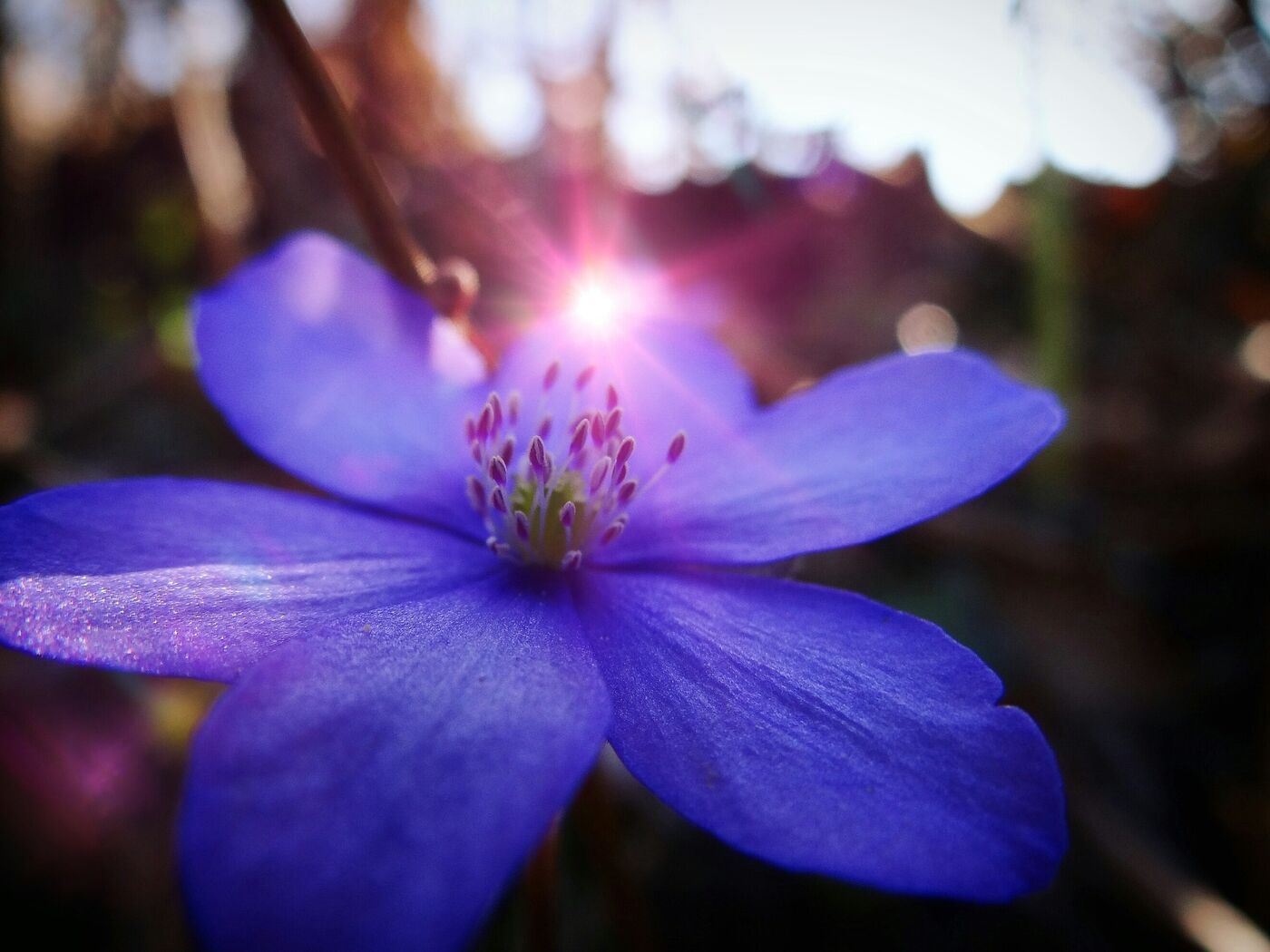 flower-g71cf5a5c1_1920